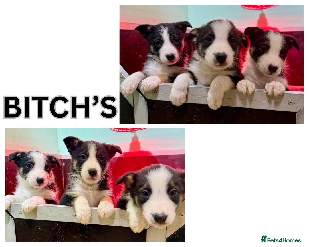 Border Collie dogs for sale: Black Tri Border Collie Puppies  - Advert 2