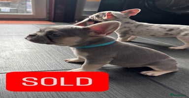 French Bulldog dogs - Advert 15