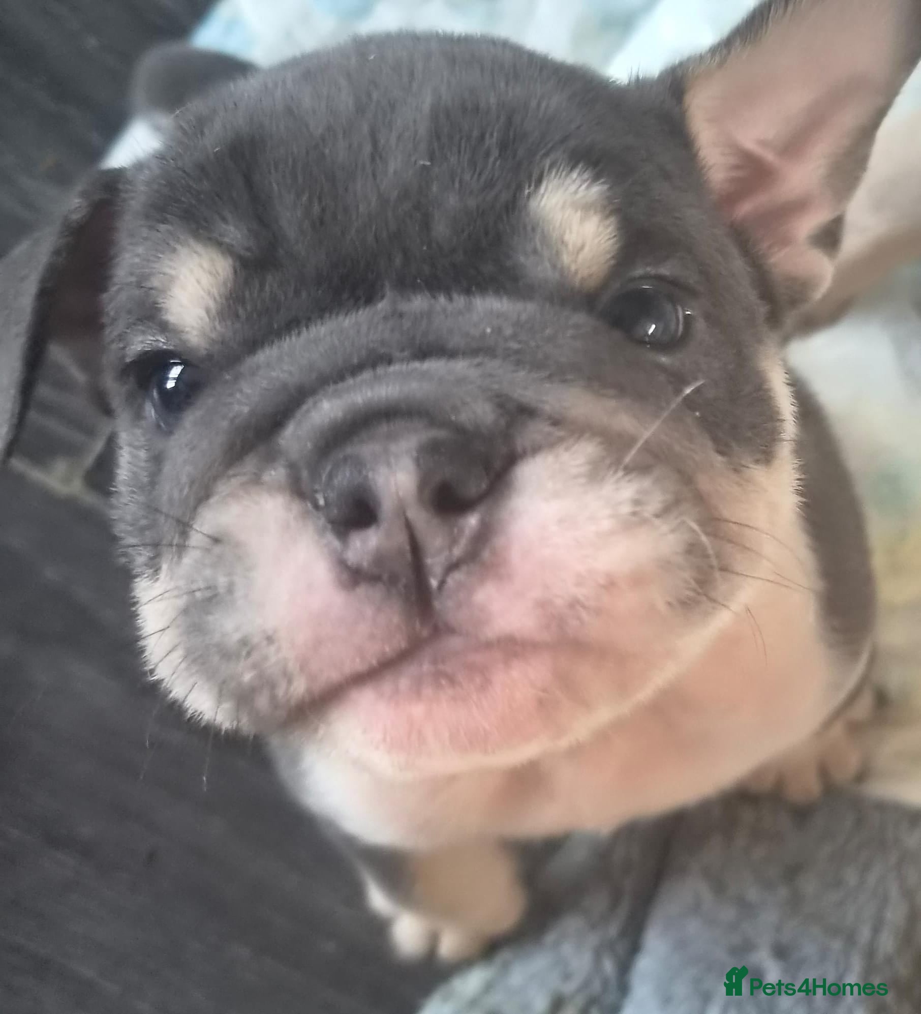 English Bulldog dogs KC REGISTERED BLUE TRI ENGLISH BULLDOGS FOR SALE - Advert 1