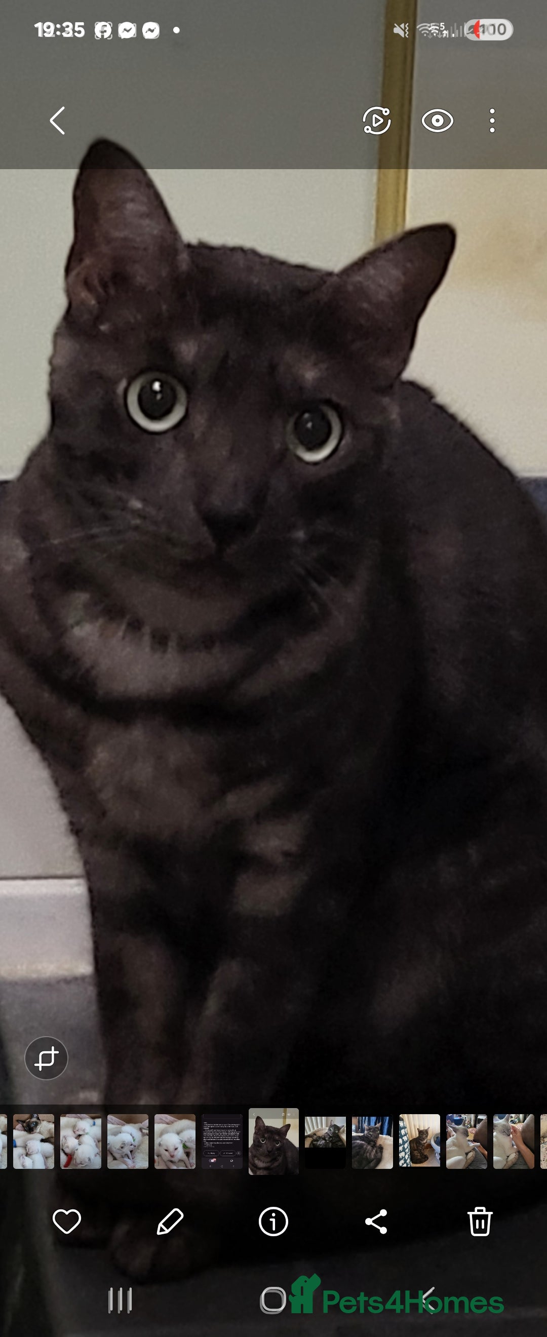 Bengal cats for sale: Black Smoke Bengal needs quiet home - Advert 2