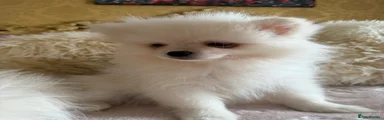 Pomeranian 3