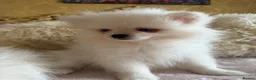 Pomeranian dogs for sale: 🐾 Gorgeous White Pomeranian Puppies - Advert 5