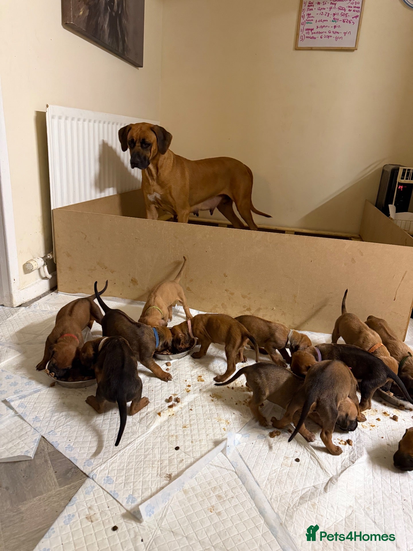 Rhodesian Ridgeback dogs Bred for beauty. Build and temperament. - Advert 2