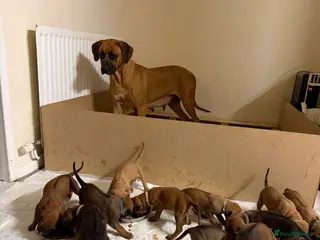 Rhodesian Ridgeback dogs Bred for beauty. Build and temperament. - Advert 2