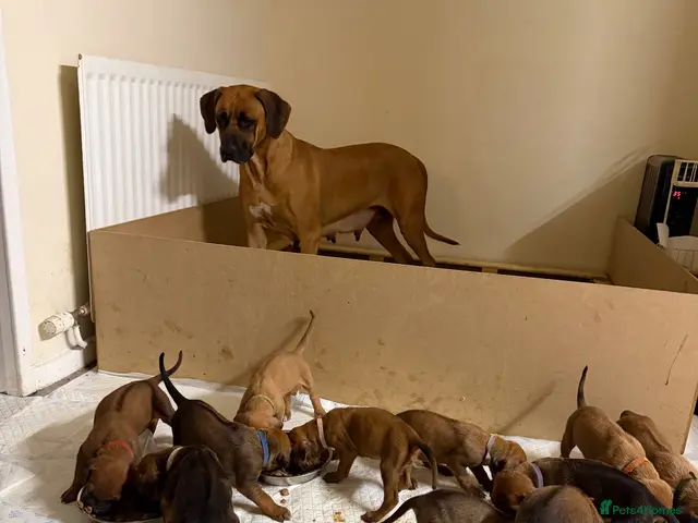 Rhodesian Ridgeback dogs Bred for beauty. Build and temperament. - Advert 2
