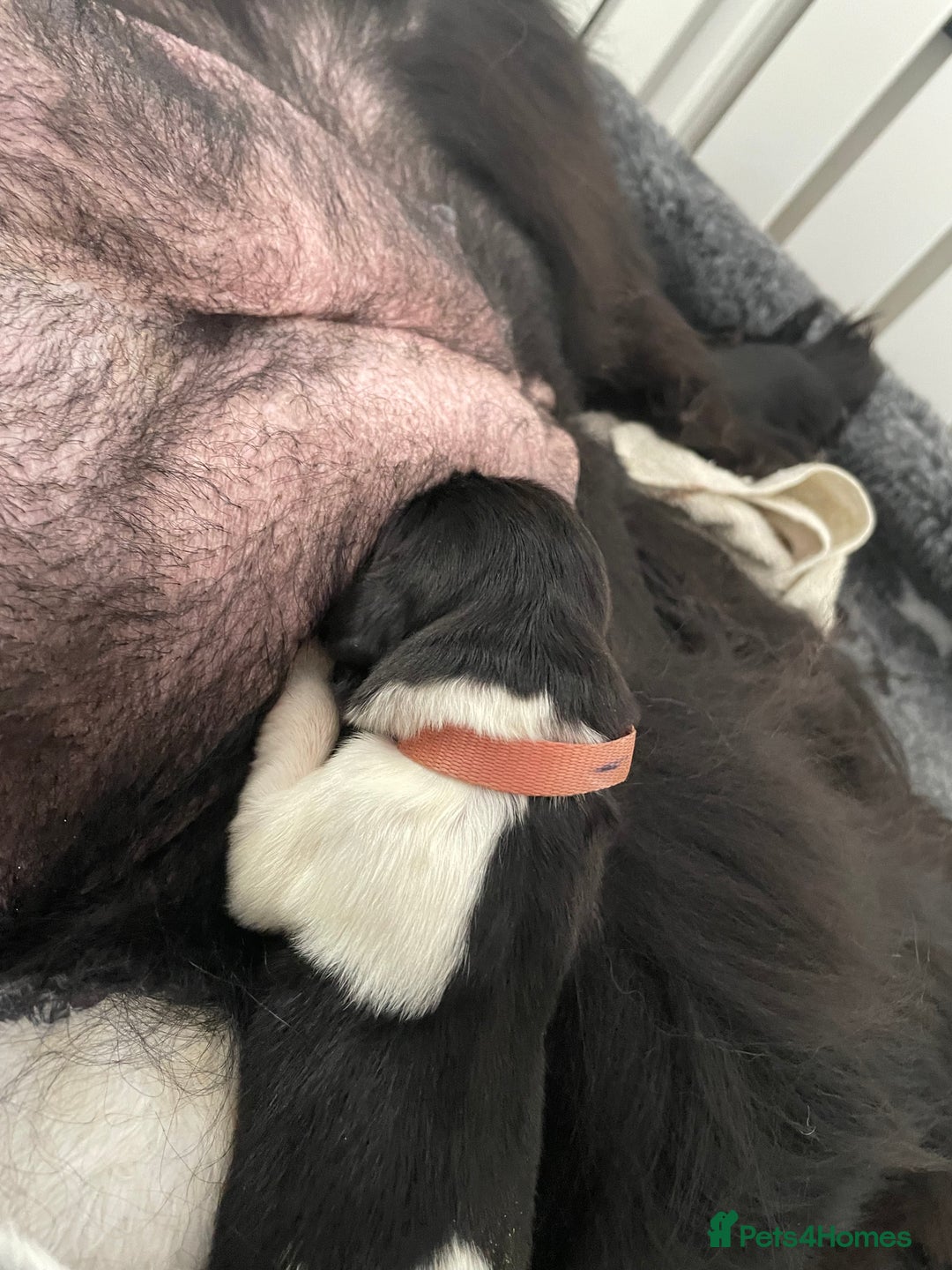 Newfoundland dogs for stud: KC REGISTERED NEWFOUNDLAND STUD HEALTH TESTED  in Basildon - Advert 18