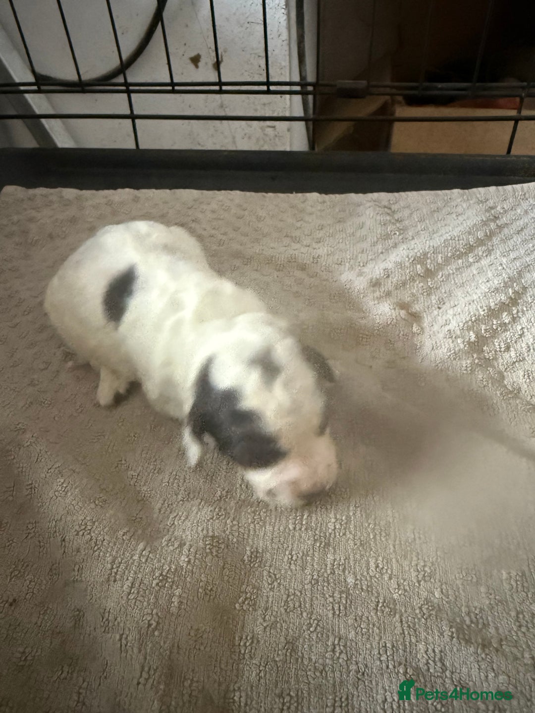 Cockapoo dogs for sale: Miniature cockapoos - Advert 15