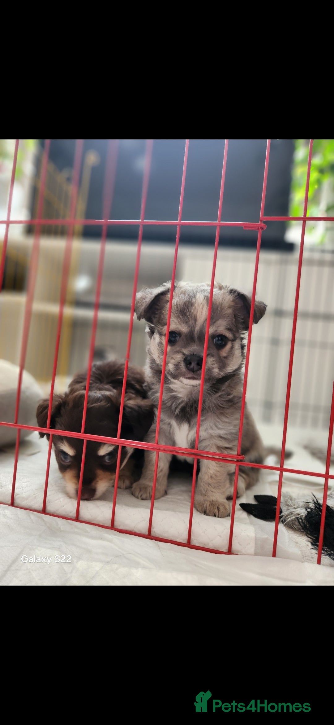 Chihuahua dogs for sale: Adorable Chihuahua Boy Puppies – Ready Soon - Image 2