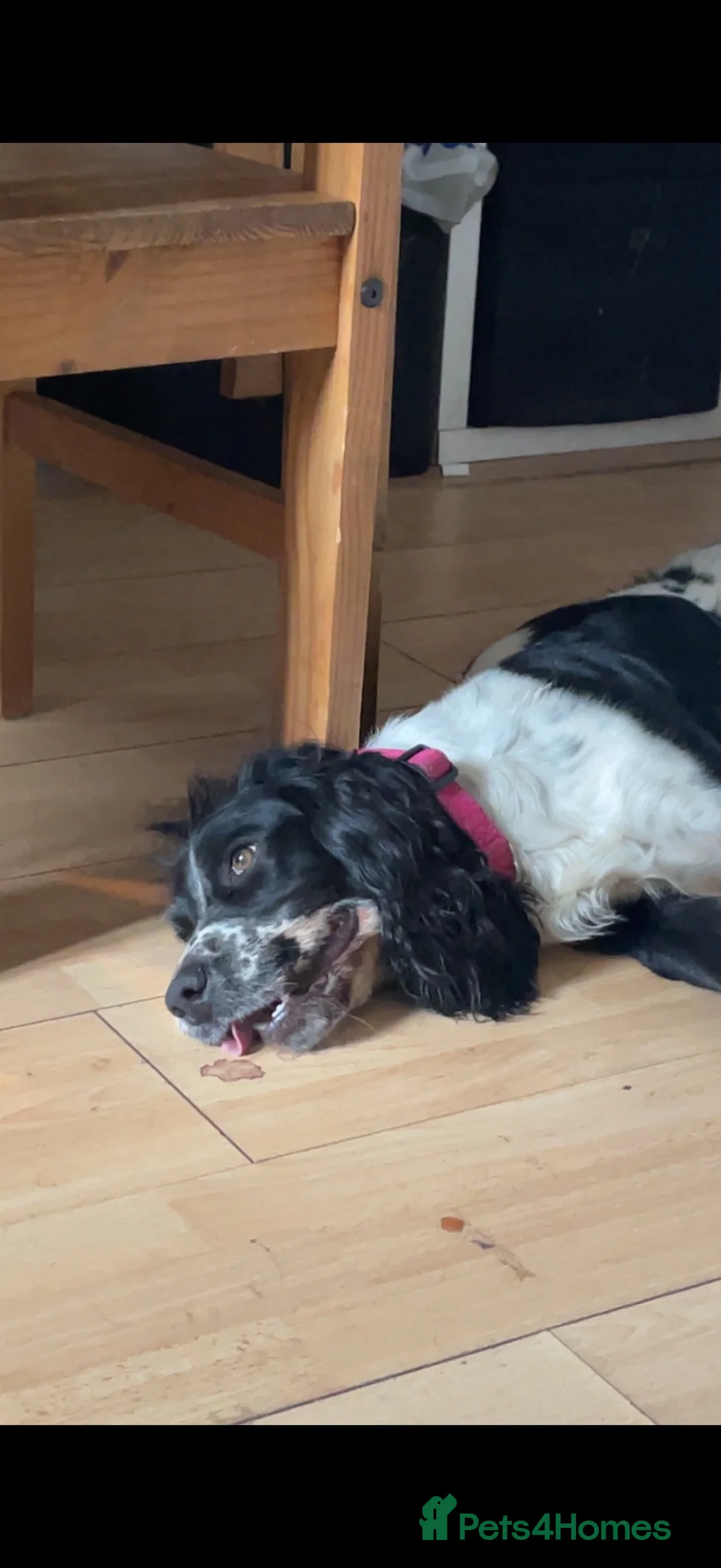 Sprocker dogs for sale: 3 year old female sprocket spaniel  in Braintree - Advert 2