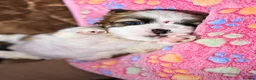 Shih Tzu dogs for sale: Beautiful Shih Tzu Puppies – Boys & Girls - Advert 15