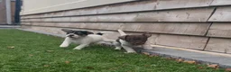 Jack Russell dogs for sale: 2 lovely boys available  - Advert 5