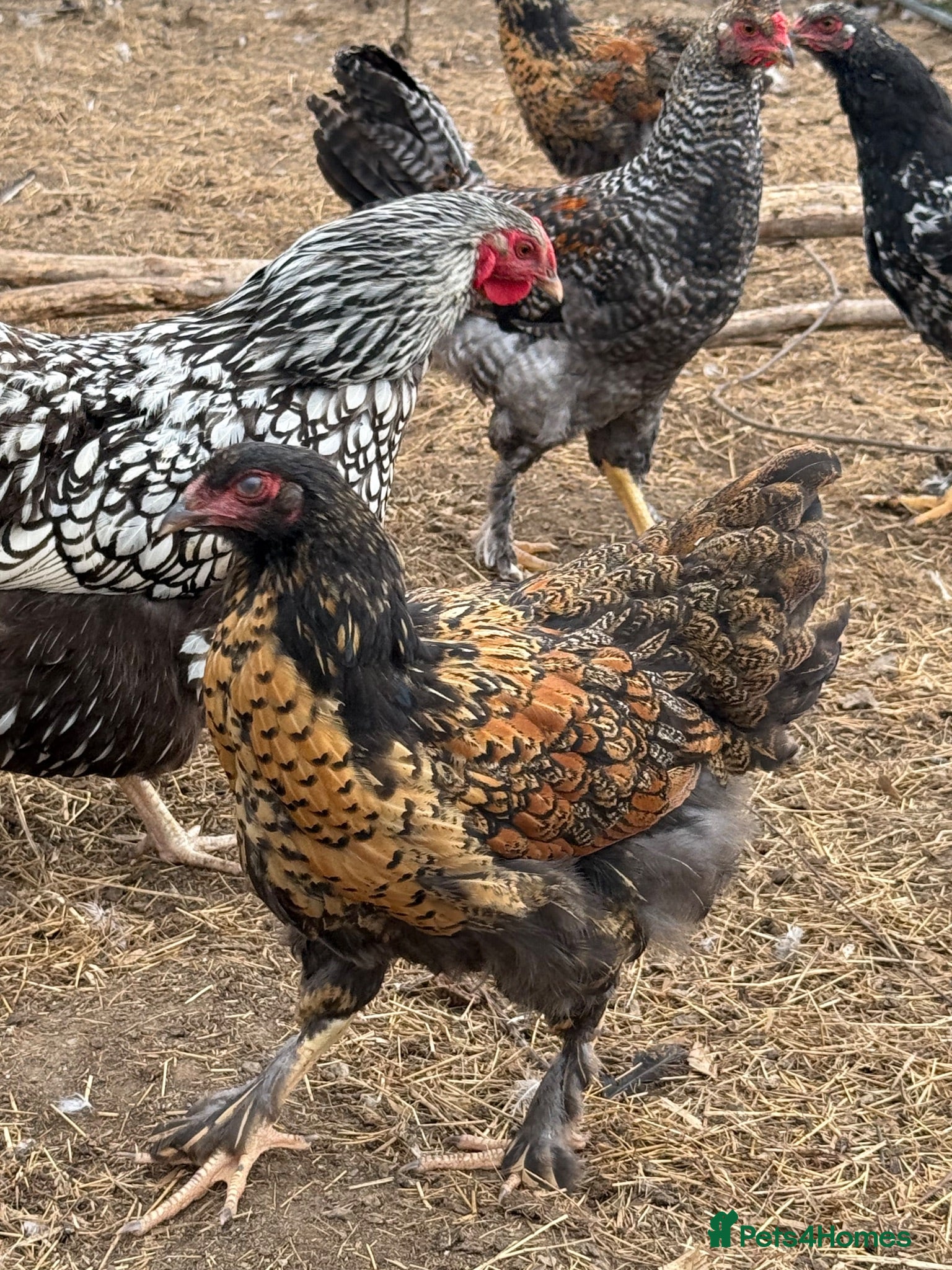 Chickens poultry 3 hens and 1 cockerel   - Advert 1