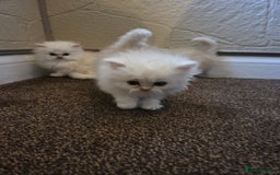 Persian cats for sale: 🌟 Trio of Precious, Purebred Persian Kittens🌟 - Image 2