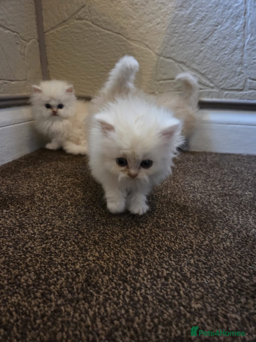 Persian cats for sale: 🌟 Trio of Precious, Purebred Persian Kittens🌟 - Image 2