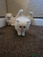 Persian cats - Advert 1