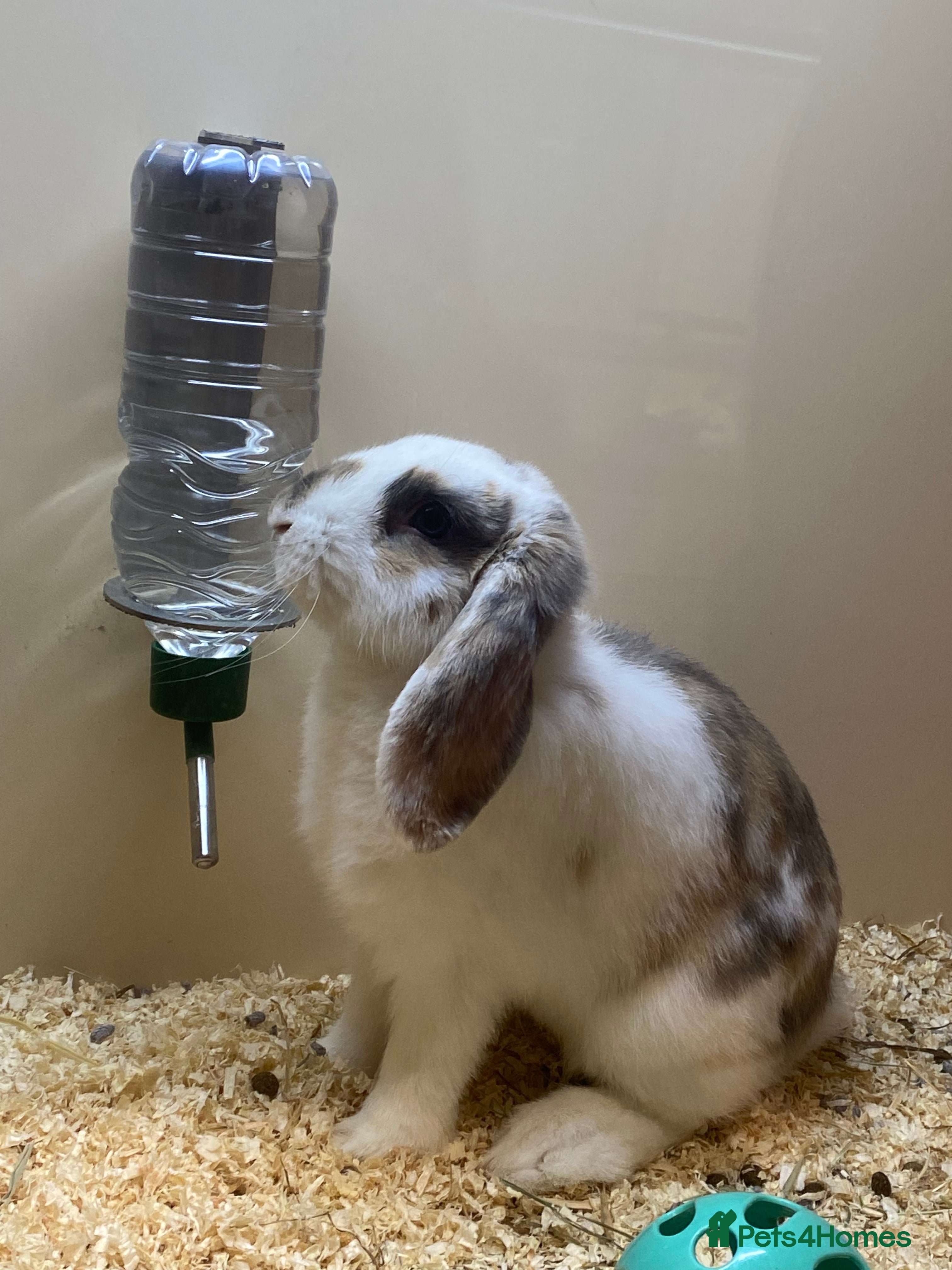 Mixed Breed rabbits Curios Male Rabbit  - Advert 1