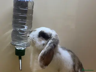 Mixed Breed rabbits Curios Male Rabbit - Advert 1