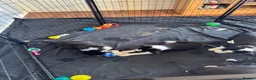 Border Collie dogs for sale: Puppies for sale  - Advert 5