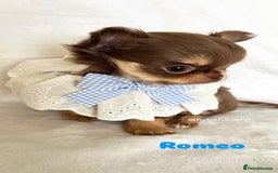 Chihuahua dogs for sale: Gorgeous chocolate Russian lines boy - Image 11
