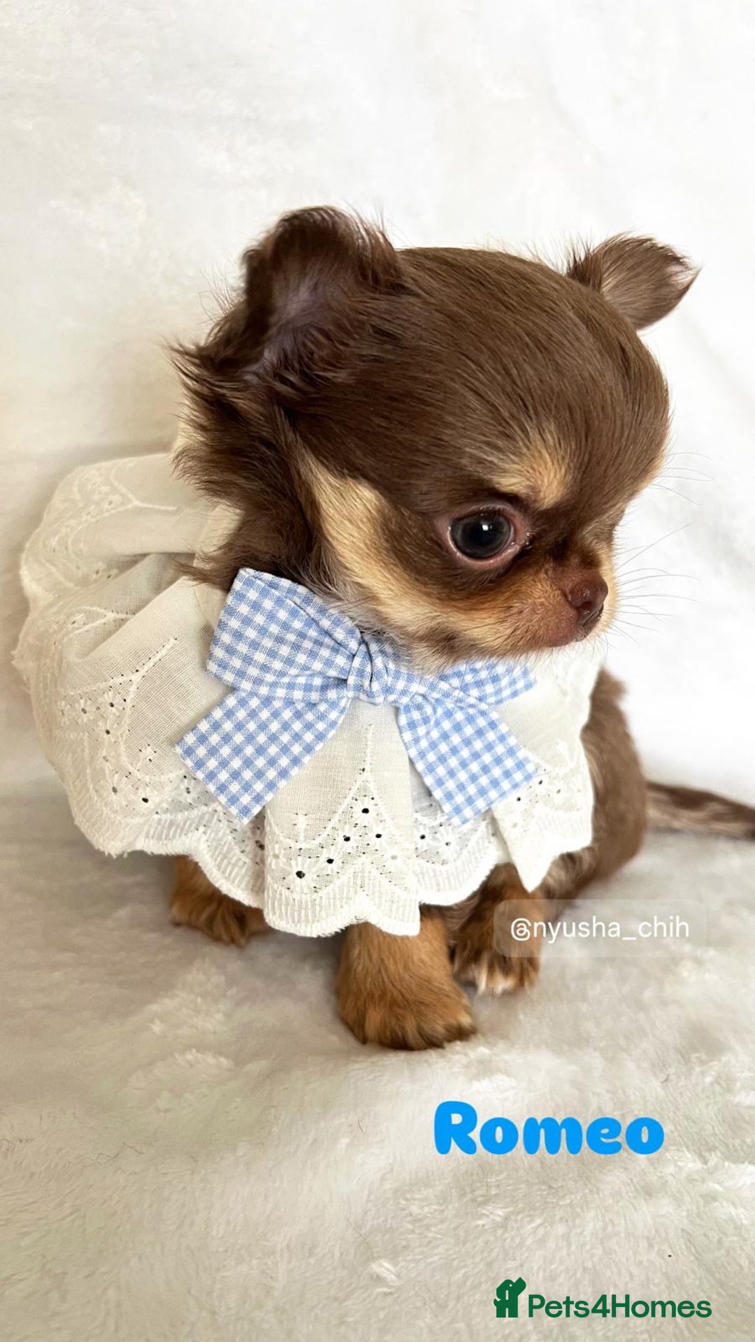 Chihuahua dogs for sale: Gorgeous chocolate Russian lines boy - Image 11