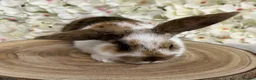 Mini Lop rabbits for sale: Mini lop X bunnies - Advert 6