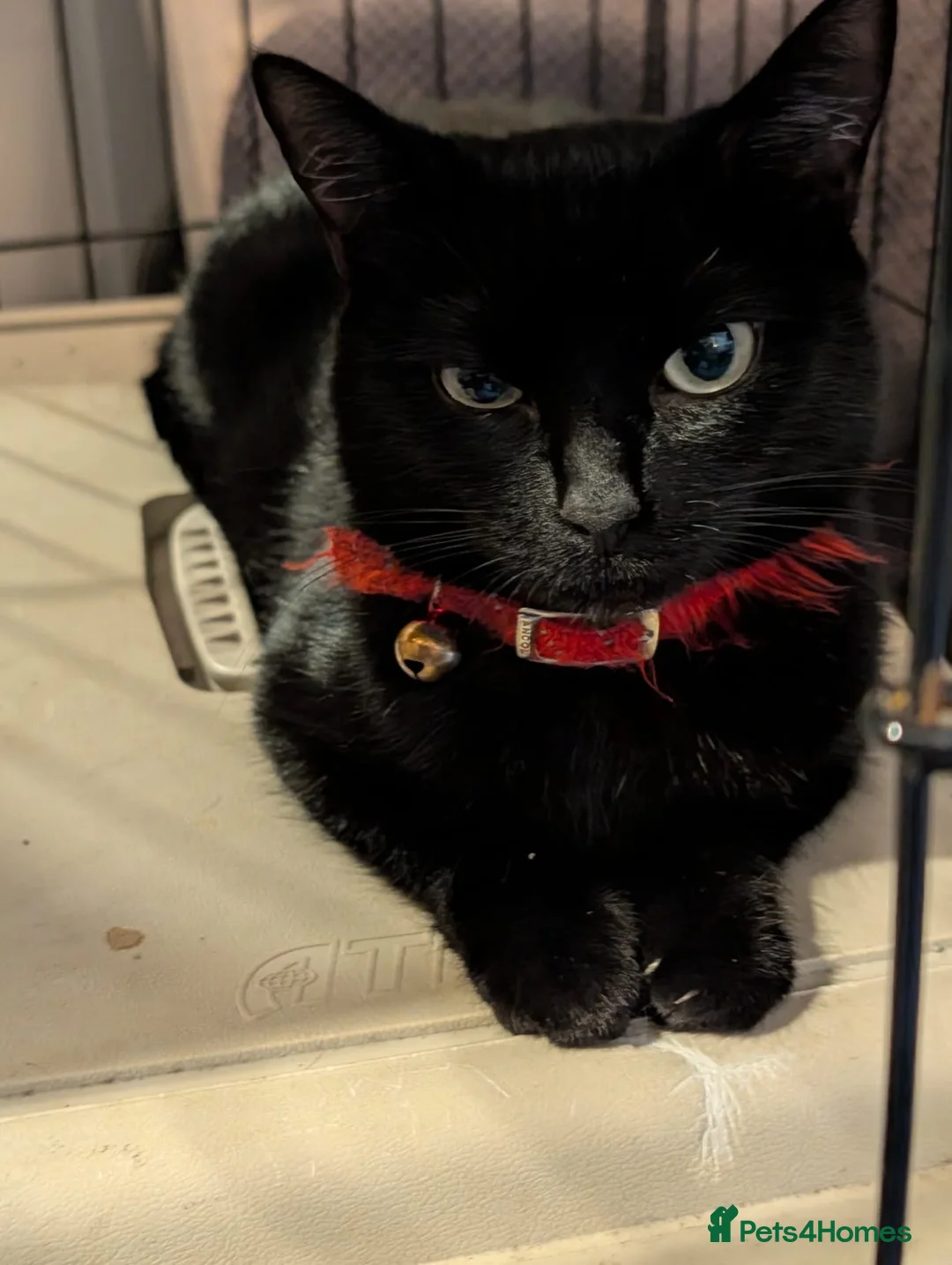 Bombay cats for sale: 🐾 Loving Homes Wanted for 4 Roxy’s Kittens 🐾 - Advert 20