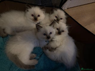 Ragdoll cats Purebred Ragdoll Kittens 3 Boys & 1 Girl - Advert 5