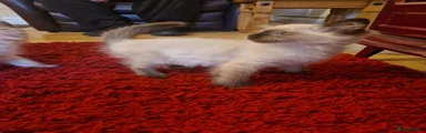 Ragdoll 5