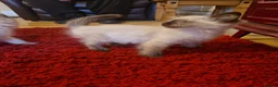 Ragdoll cats for sale: Ragdoll kittens in Newcastle upon Tyne - Advert 4