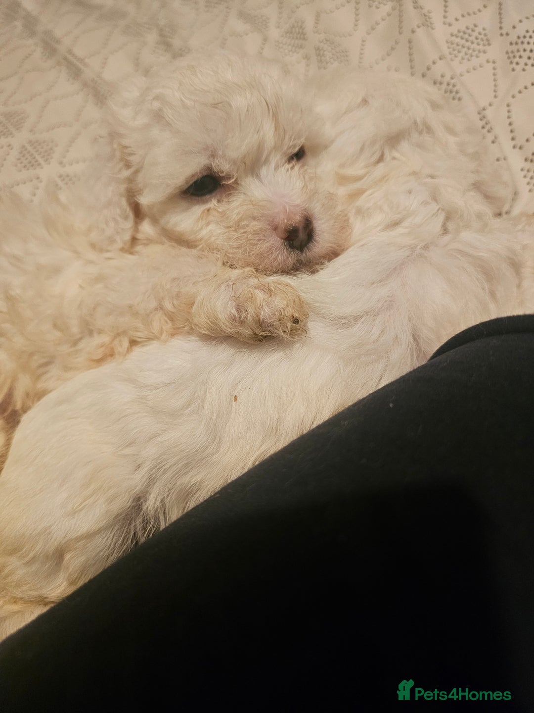 Bichon Frise dogs for sale: Bichon - Advert 4