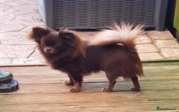 Chihuahua dogs for sale: Outstanding Quality Long Coat Chihuahua  - Image 3