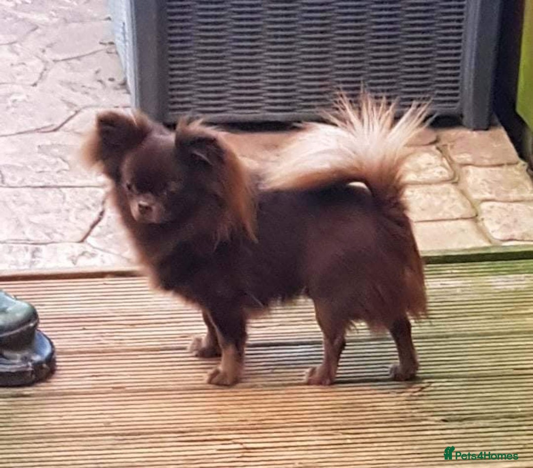 Chihuahua dogs for sale: Outstanding Quality Long Coat Chihuahua  - Image 3