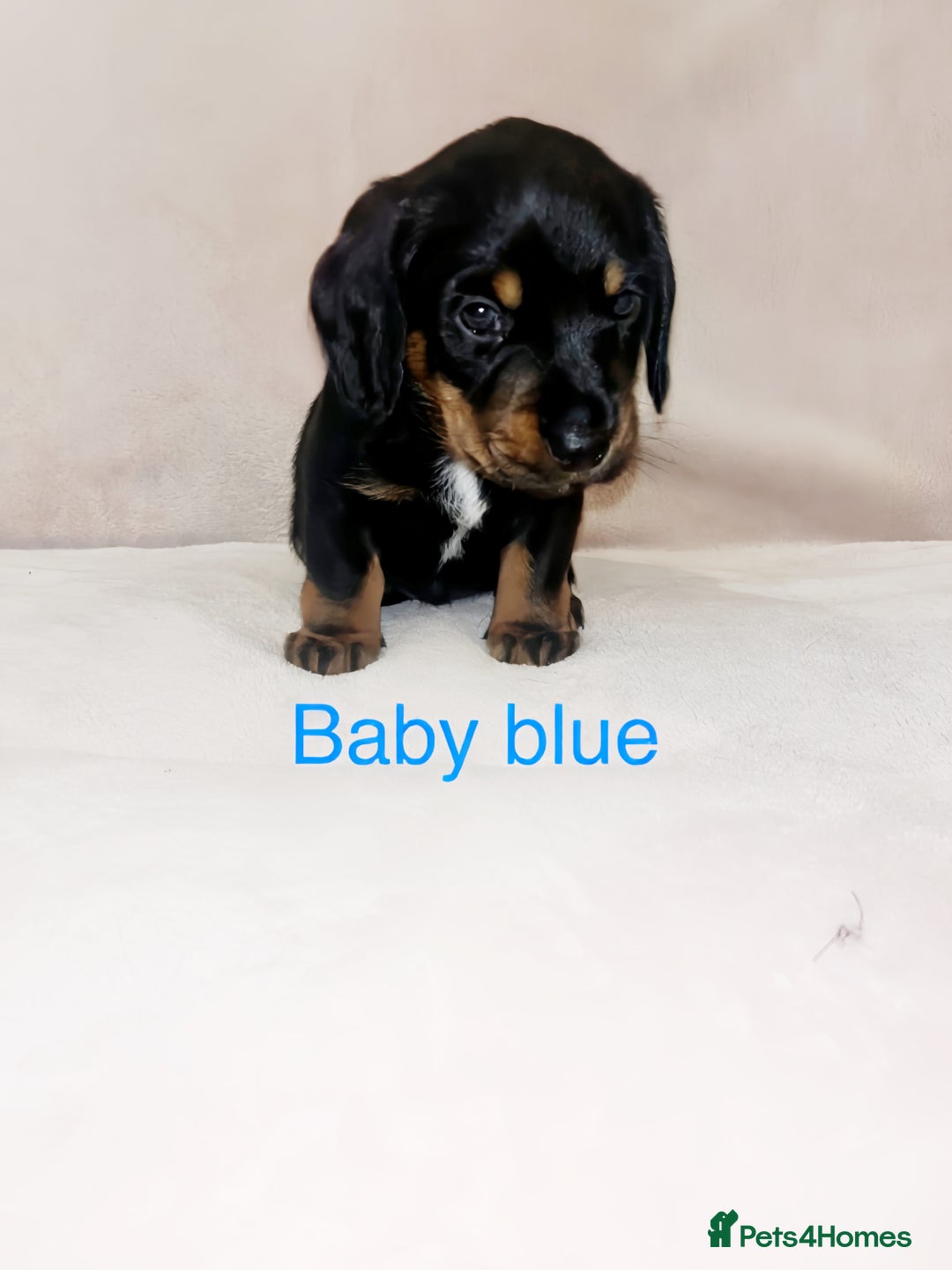 Mixed Breed dogs for sale: Dalmatian x dachshund  - Advert 11
