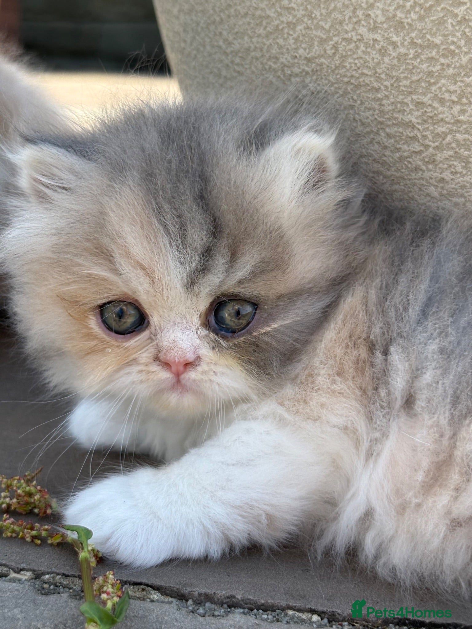 Exotic cats Exotic kittens two female  - Advert 4