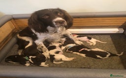 English Springer Spaniel dogs for sale: FIFTH generation! 7 litters, 36 pups, 32 families! - Image 5