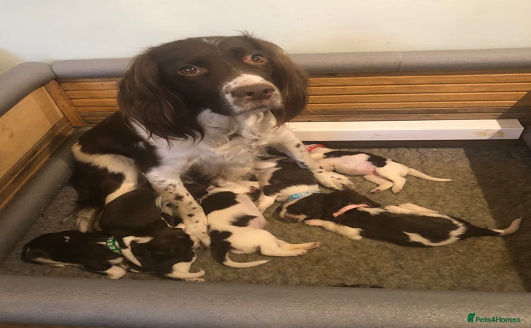 English Springer Spaniel dogs - Advert 2