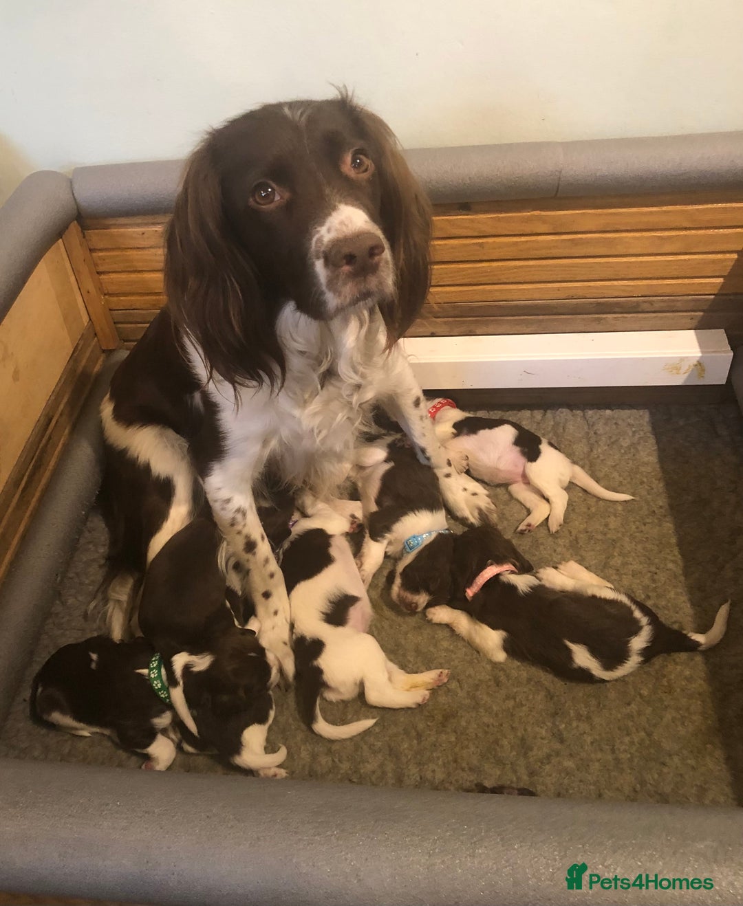 English Springer Spaniel dogs for sale: FIFTH generation! 7 litters, 36 pups, 32 families! - Image 5