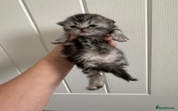 Persian cats for sale: Pure persian kittens - Advert 14