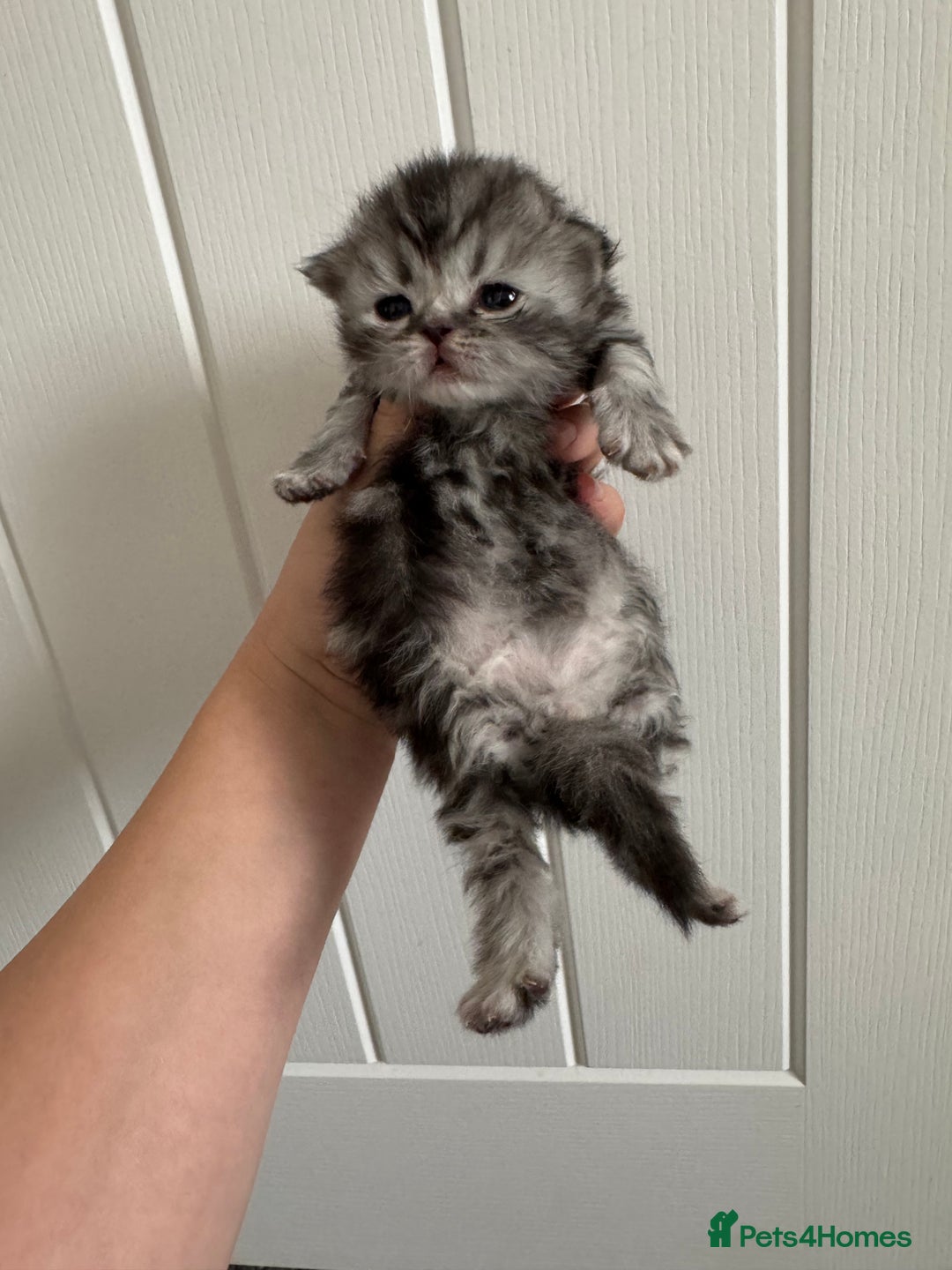 Persian cats for sale: Pure persian kittens - Advert 14