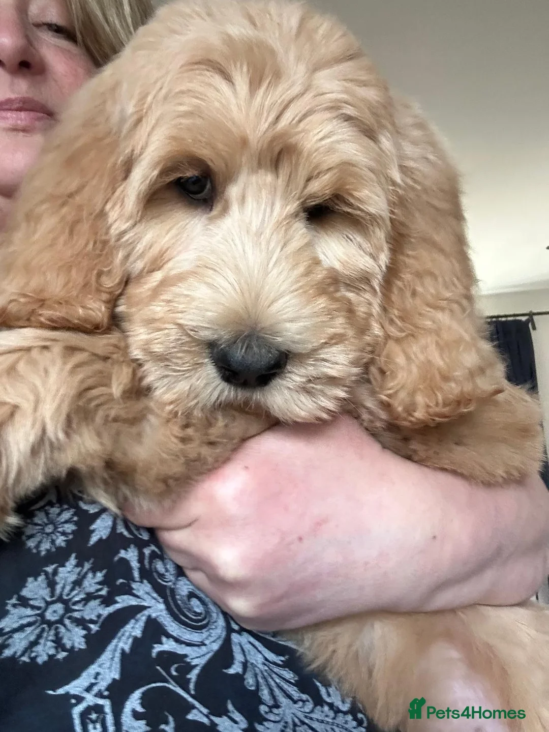 Australian Labradoodle dogs for sale: Australian Labradoodle Puppies Ready Now! - Advert 2