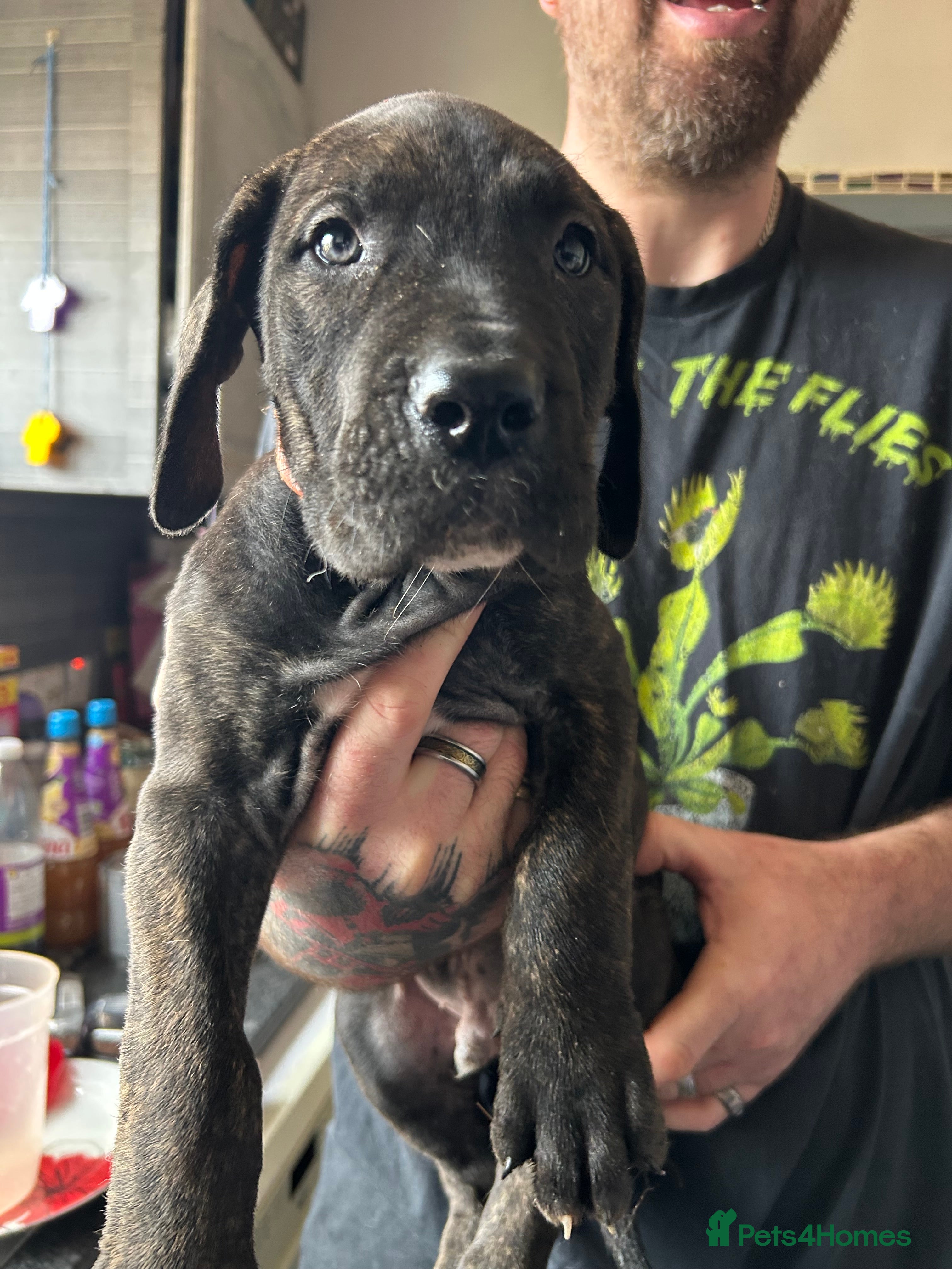 Mixed Breed dogs Last Boy Daniff pups.Great Dane/Mastiff Ready 28th - Advert 10