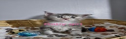 Maine Coon cats for sale: Majestik maine coon kittens  - Advert 3