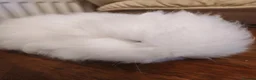 Lionhead rabbits for sale: Blue eyed white double maned baby lionhead - Advert 4