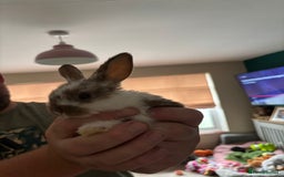 Mini Lop rabbits for sale: 8 baby rabbits - Image 15