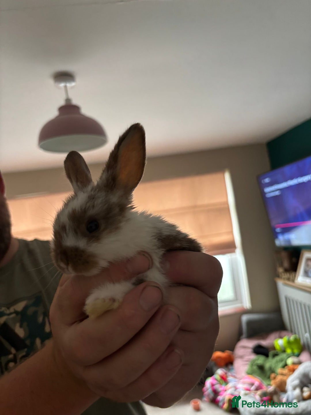 Mini Lop rabbits for sale: 8 baby rabbits - Image 15