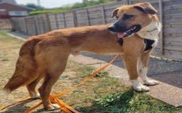 Mixed Breed dogs for adoption: Sweet Armin looking for LOvE - Image 21