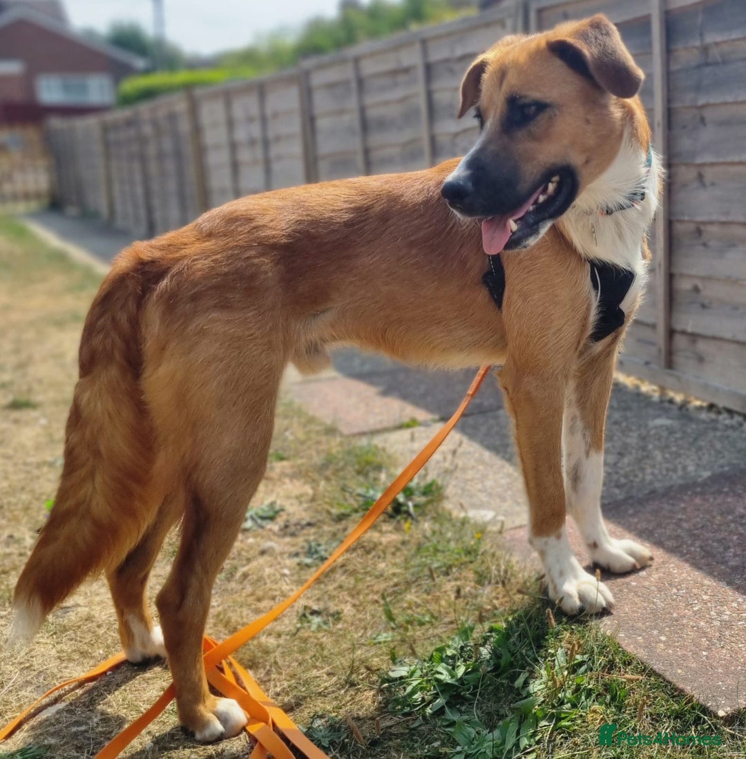 Mixed Breed dogs for adoption: Sweet Armin looking for LOvE - Image 21