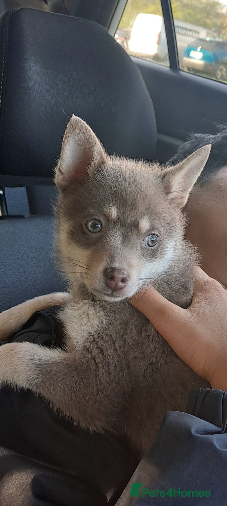 Pomsky dogs Blue & tan girl, green eyes & chocolate/Red nose - Advert 2