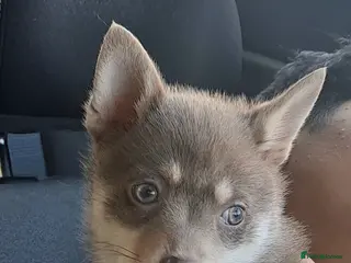 Pomsky dogs Blue & tan girl, green eyes & chocolate/Red nose - Advert 2