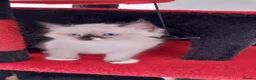 Ragdoll cats for sale: Adorable lovely ragdoll girl. - Advert 8